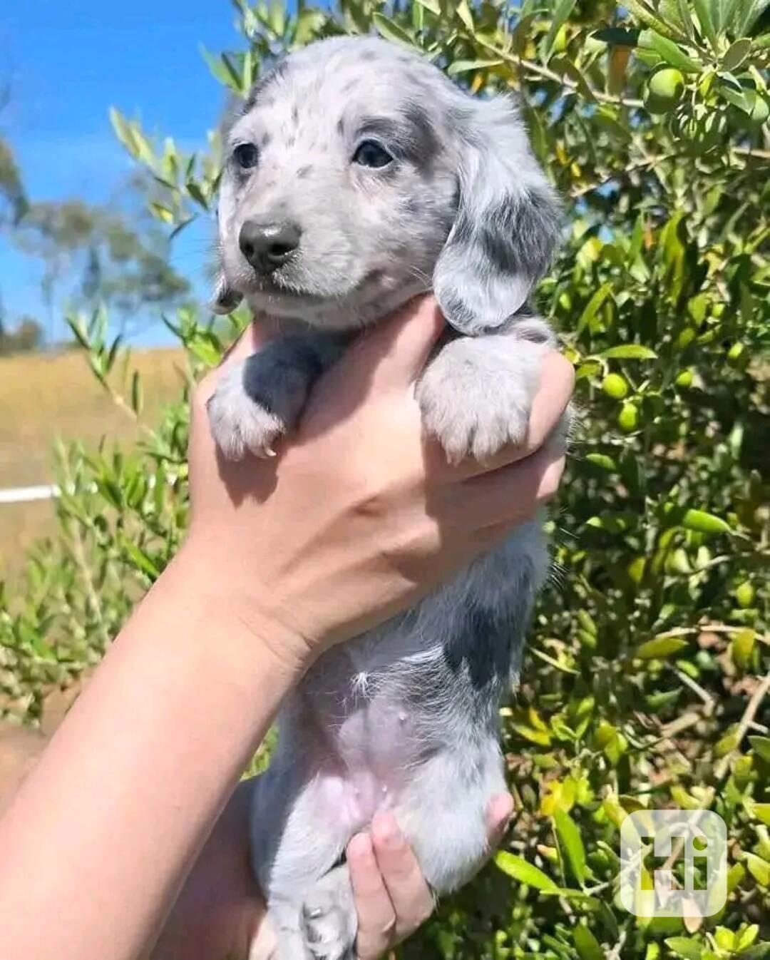 Štěňata jezevčíka samec a samice k adopci - foto 1