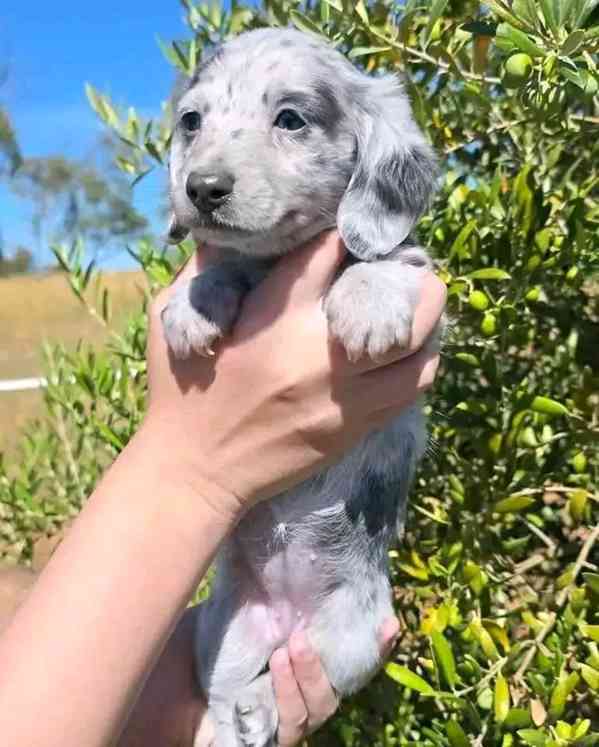 Štěňata jezevčíka samec a samice k adopci - foto 1