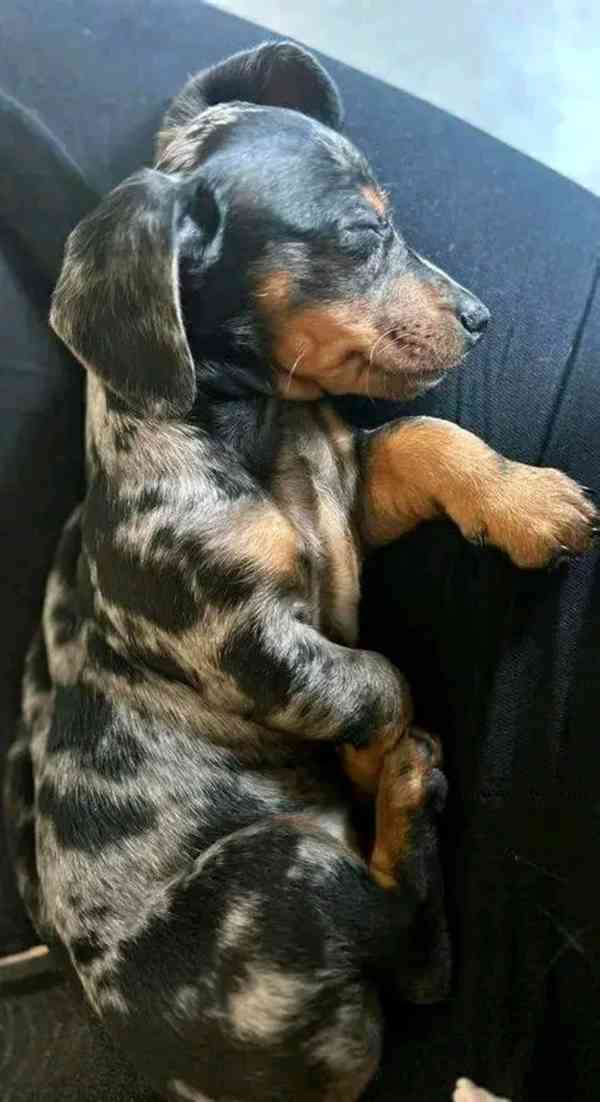 Štěňata jezevčíka samec a samice k adopci - foto 3