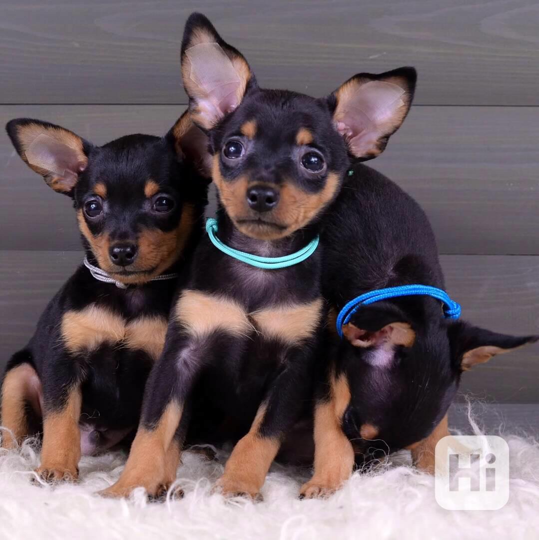 🐾 Čistokrevná štěňata pražského krysaříka - foto 1