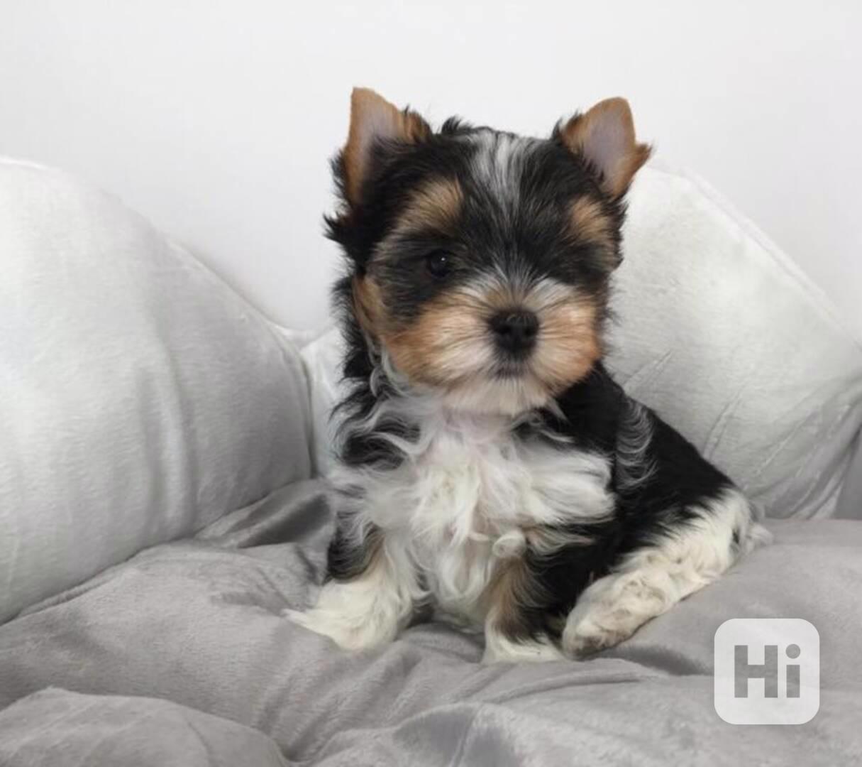 Štěňátka jorksirku bez pp - foto 1