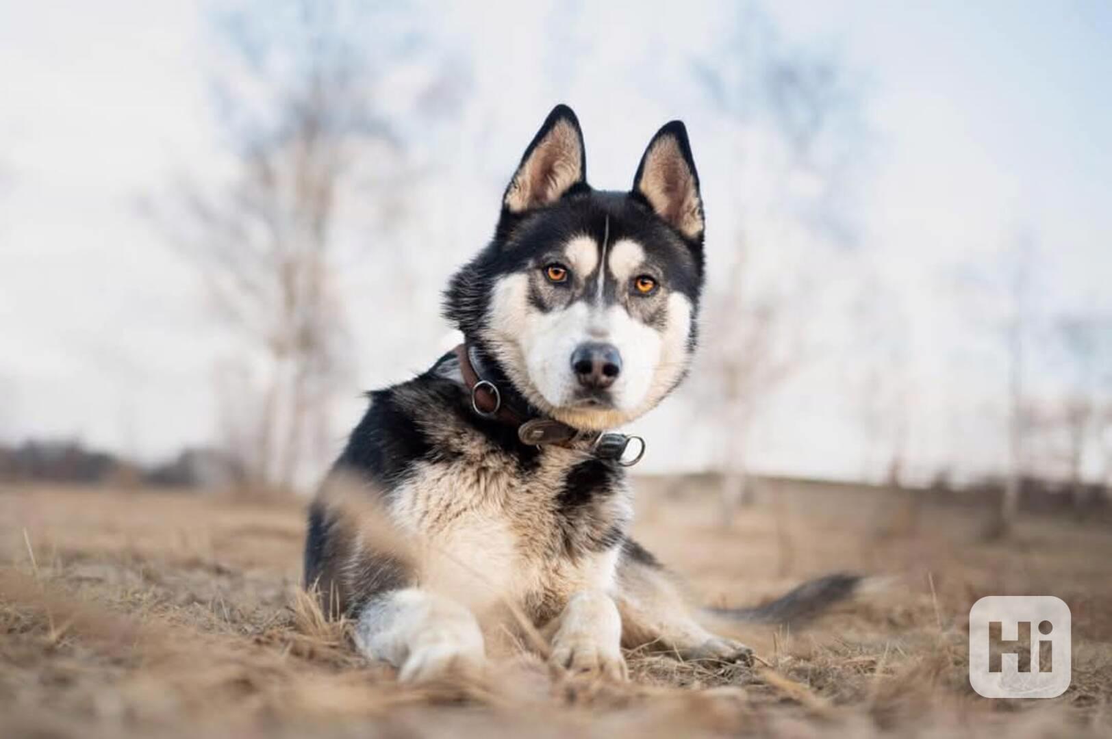 NANUK - Sibiřský husky, necelý rok  - foto 1