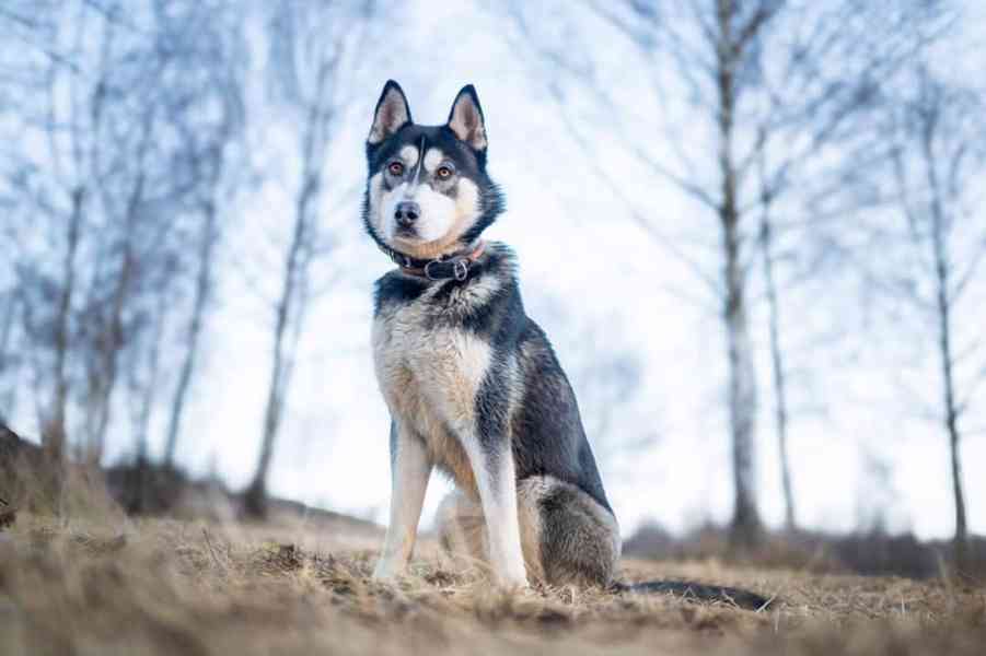 NANUK - Sibiřský husky, necelý rok  - foto 4