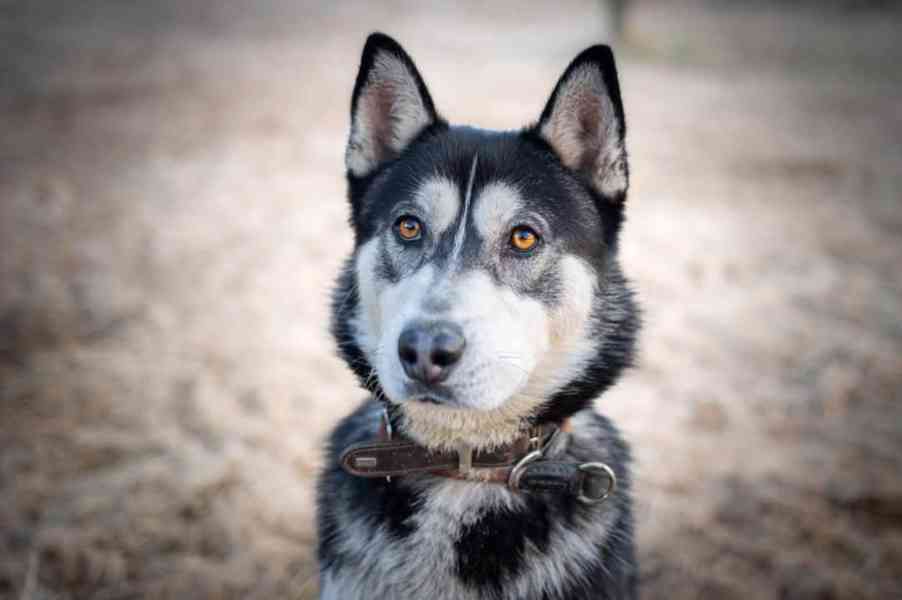 NANUK - Sibiřský husky, necelý rok  - foto 2