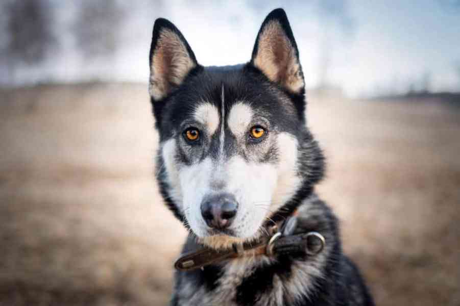 NANUK - Sibiřský husky, necelý rok  - foto 3