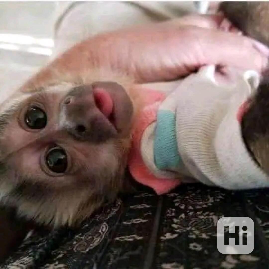  Super jemné kapucínky - foto 1