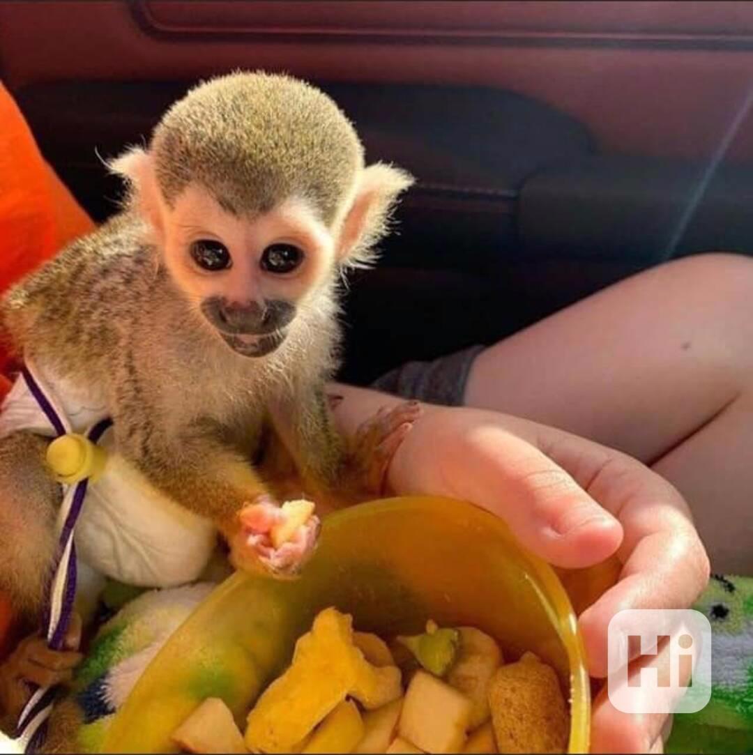 Prodám krásné veverčí opice - foto 1
