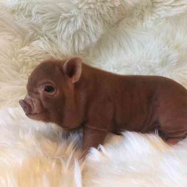 Zdravá prasata k prodeji 