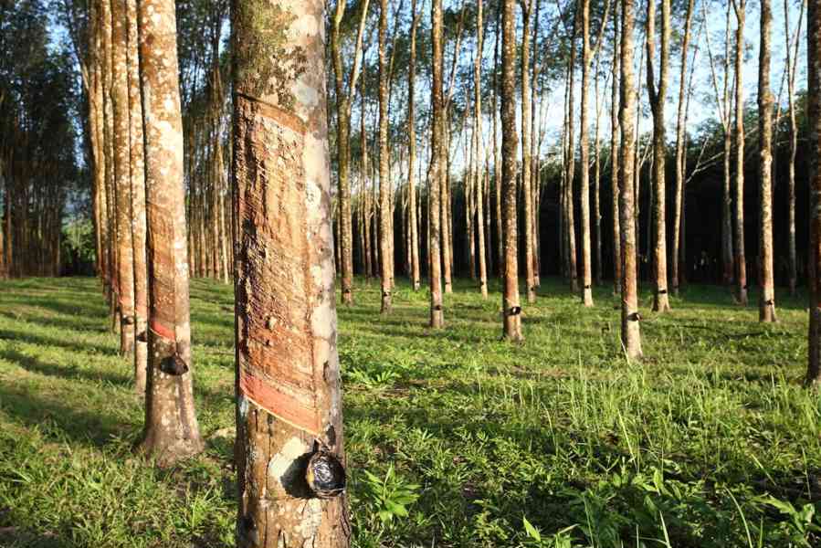 Spárovka z masivu malajský dub Hevea, odolná a tvrdá   - foto 5