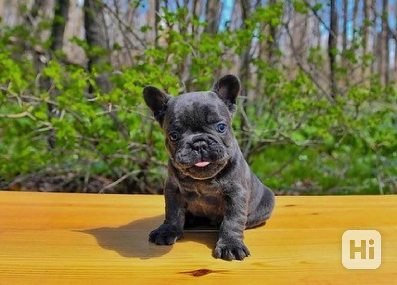 French bulldogs  - foto 1
