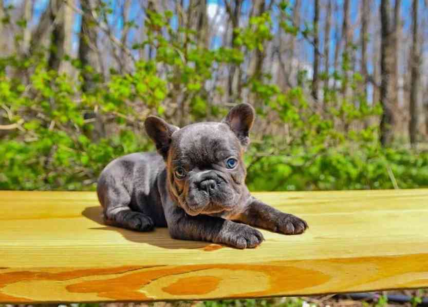 French bulldogs  - foto 2