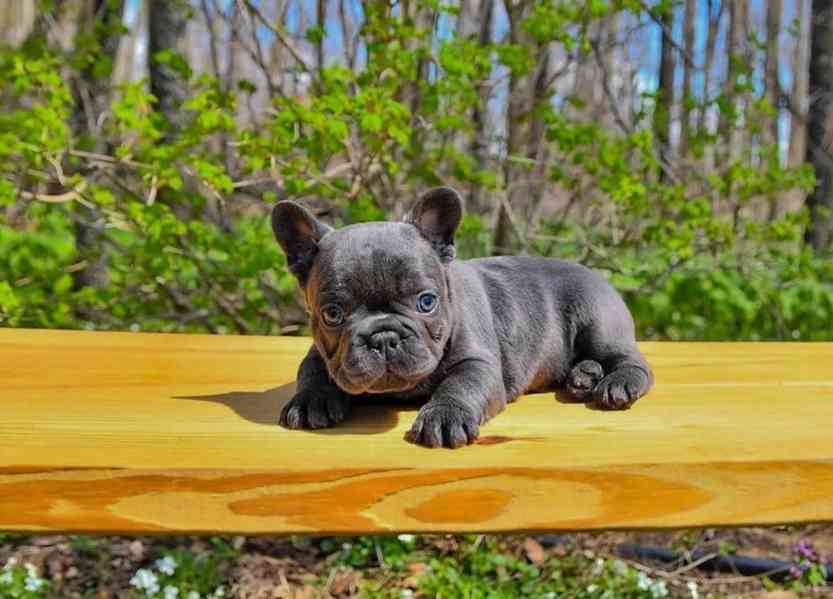 French bulldogs  - foto 3