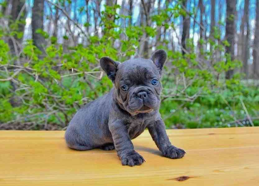 French bulldogs  - foto 4