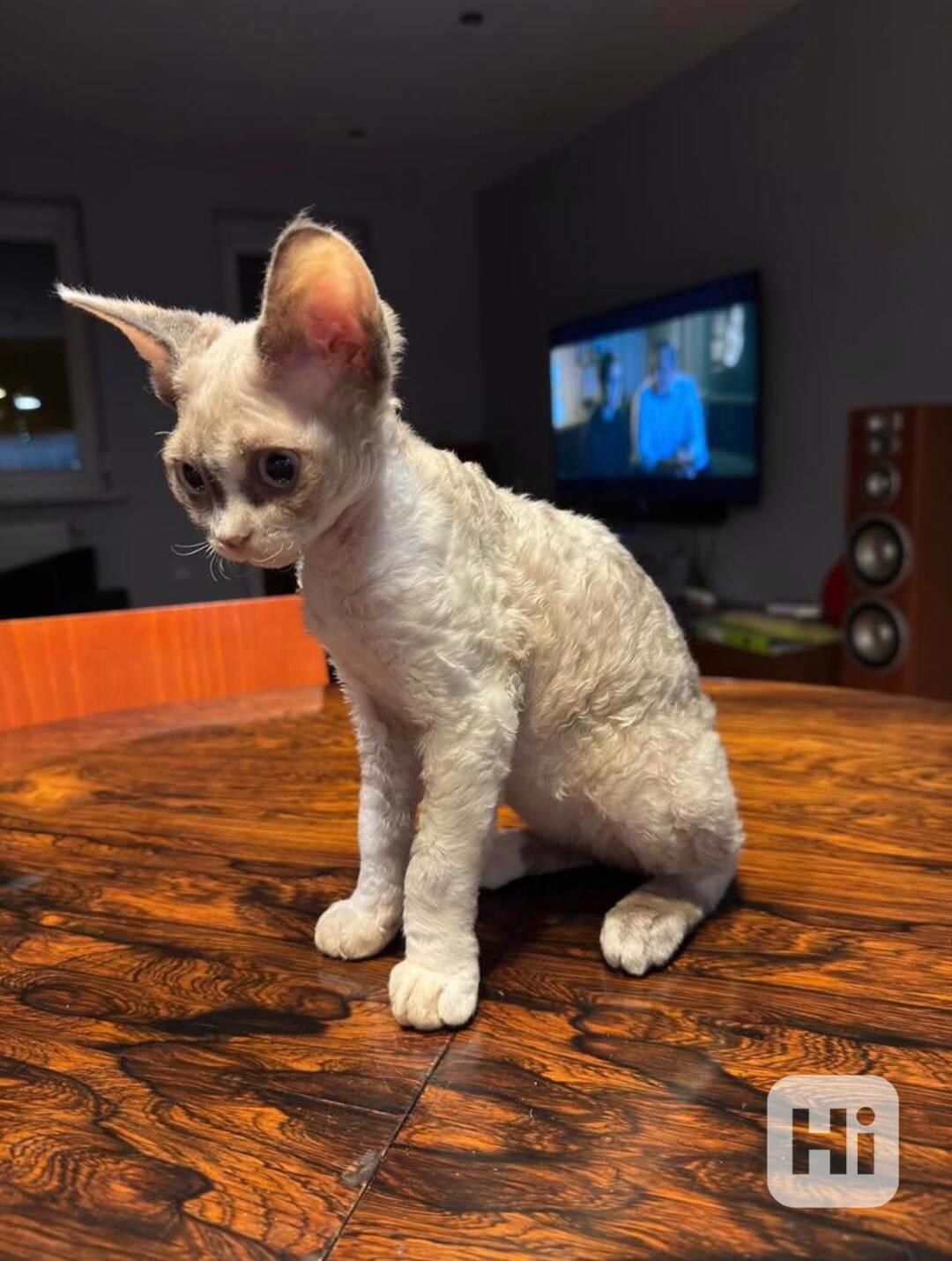 Tato rozkošná koťata plemene Devon Rex  - foto 1
