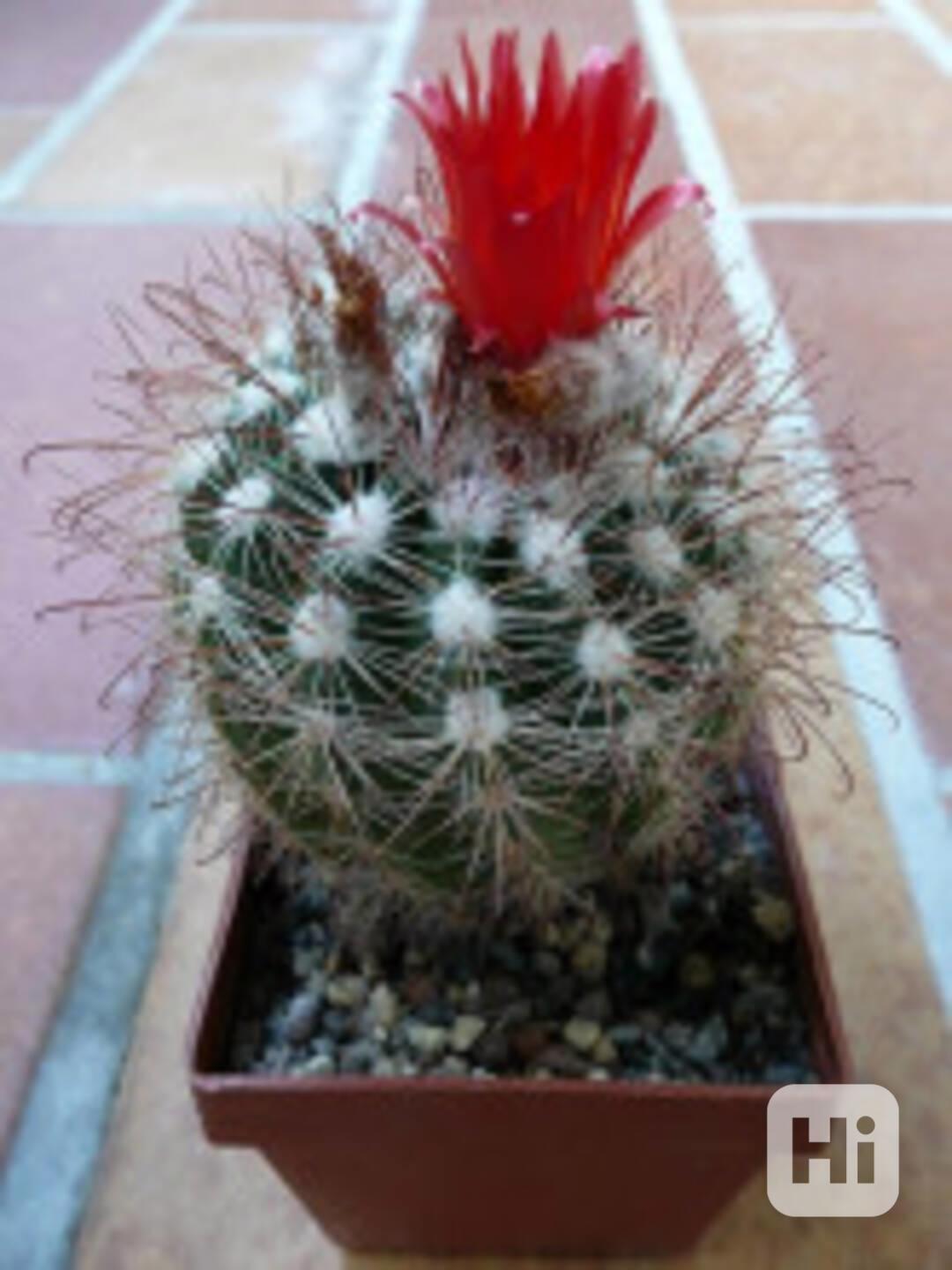 Kaktus Parodia laui Balení obsahuje 20 semen - foto 1