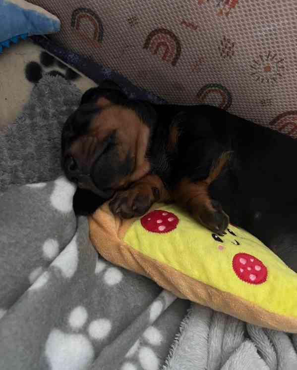 Standardní štěně jezevčíka PŘIPRAVENO NYNÍ!! - foto 3