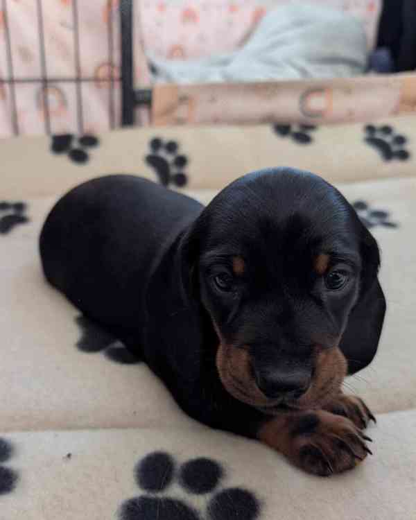 Standardní štěně jezevčíka PŘIPRAVENO NYNÍ!! - foto 2