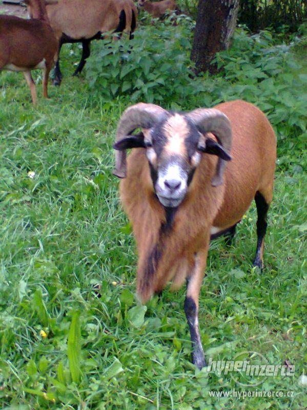 Beran kamerunský - foto 1