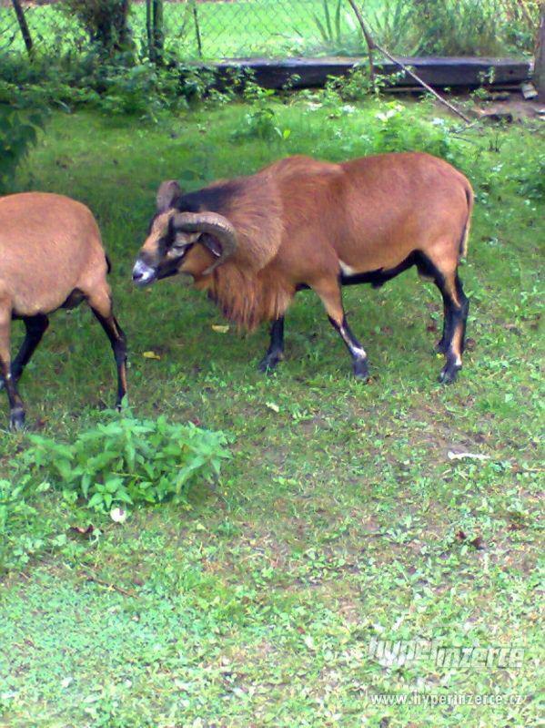 Beran kamerunský - foto 2
