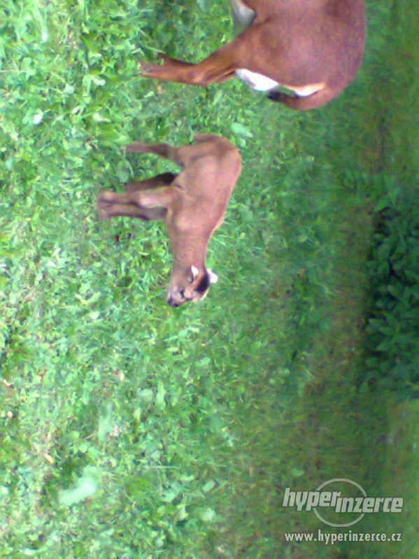 Beran kamerunský - foto 3