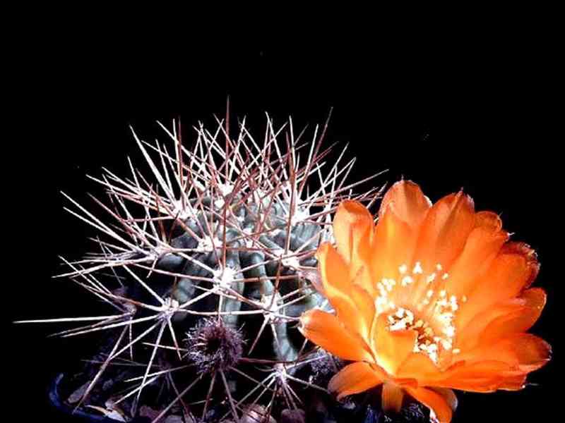 Kaktus Acanthocalycium variiflorum P 149 - semena - foto 1