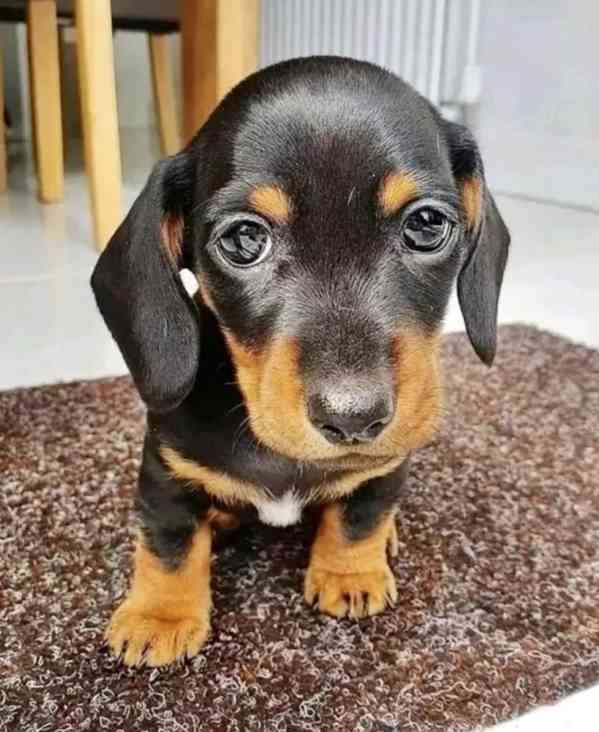 Jezevcik trpaslici kratkosrsty - foto 1