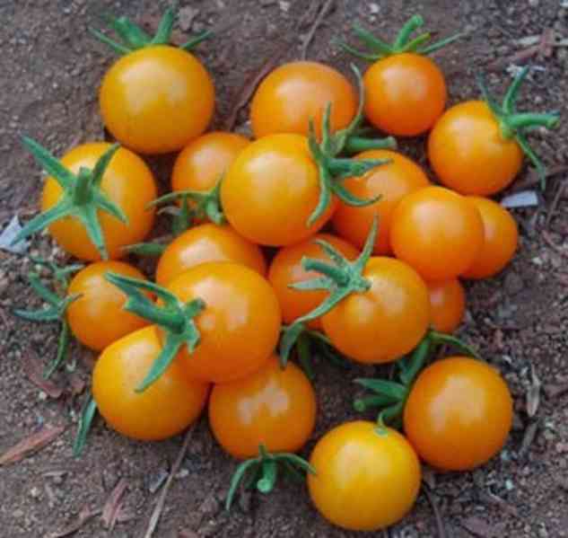 semena rajče Minigold