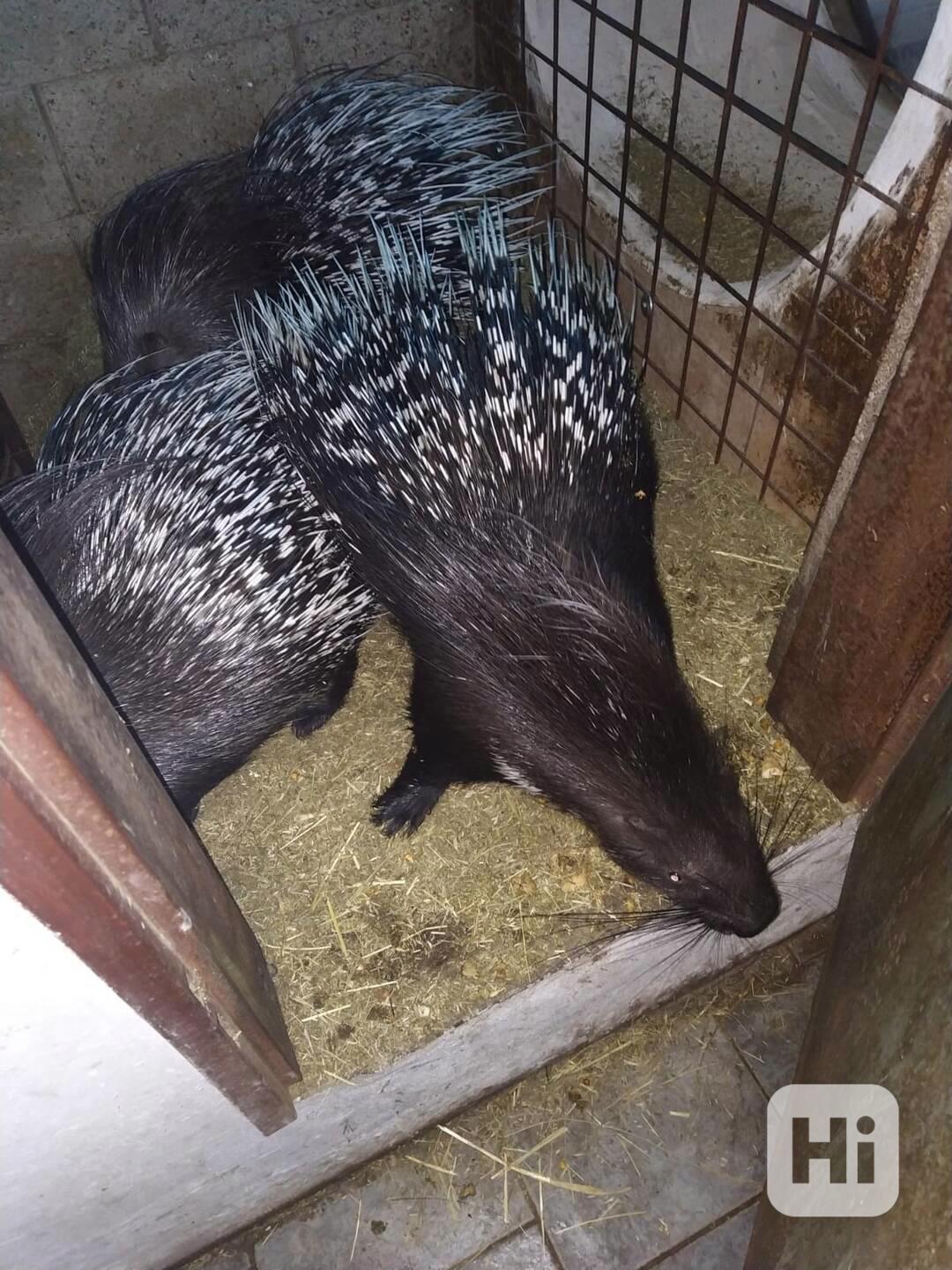 Dikobraz srstnatonosý (Hystrix indica) - foto 1