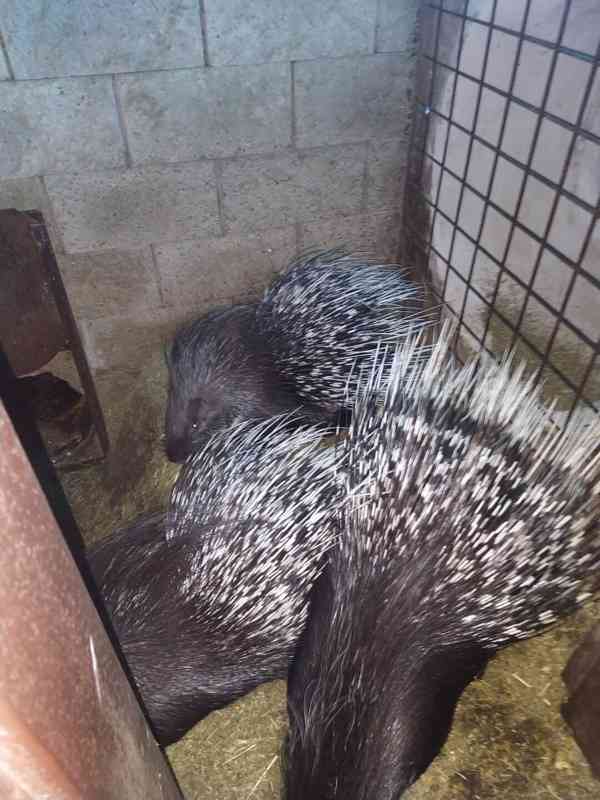 Dikobraz srstnatonosý (Hystrix indica) - foto 2