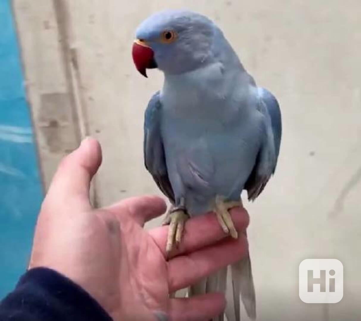 🦜 Okouzlující papoušek šedý na prodej - foto 1