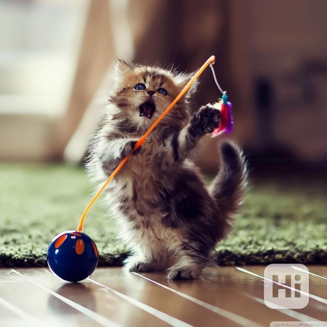 mainské mývalí kotě - foto 1