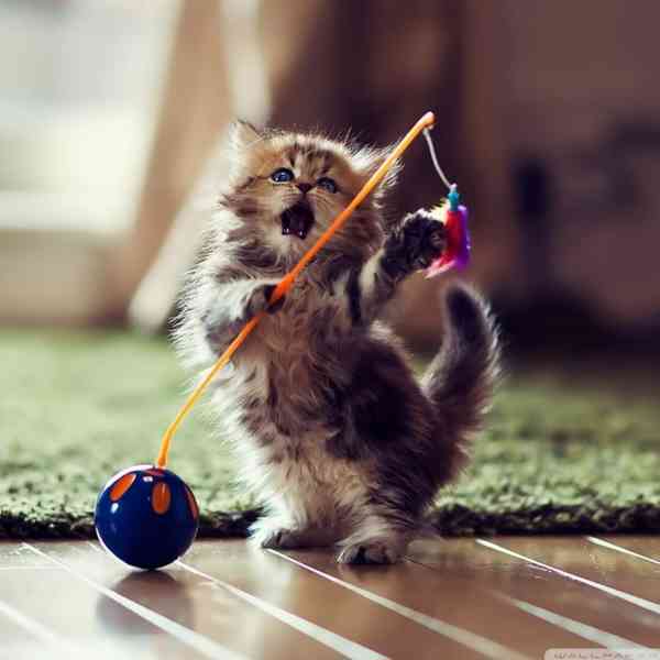 mainské mývalí kotě - foto 1