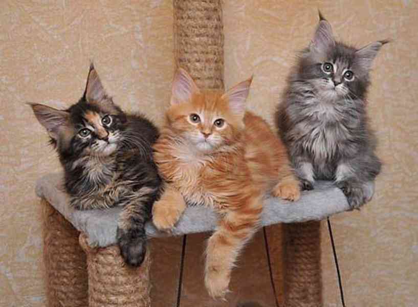 mainské mývalí kotě - foto 2