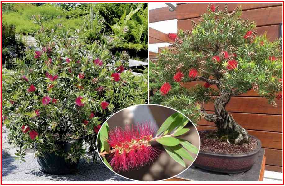 CALLISTEMON CITRINUS - SEMENA - foto 1