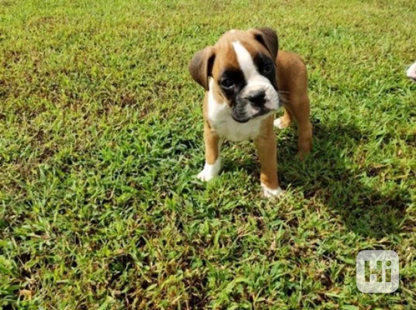 Roztomilá štěňátka boxerů k dispozici - foto 1