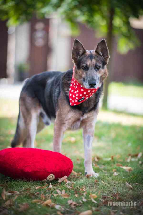 DÁJA - 29 kg, kastrovaný psík 9 let  - foto 9