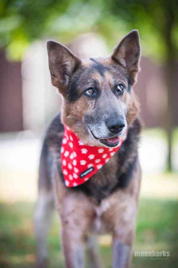 DÁJA - 29 kg, kastrovaný psík 9 let  - foto 7