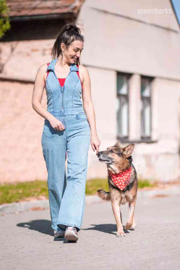 DÁJA - 29 kg, kastrovaný psík 9 let  - foto 8