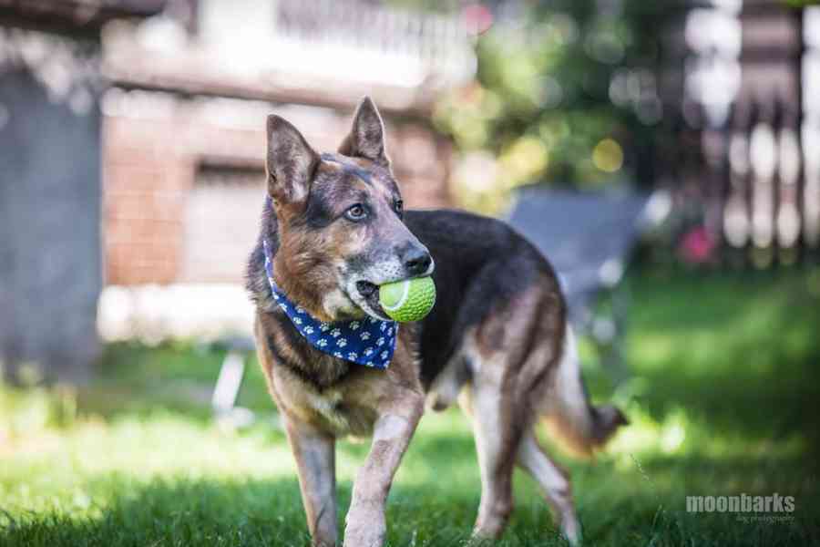 DÁJA - 29 kg, kastrovaný psík 9 let  - foto 3