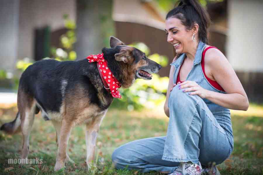 DÁJA - 29 kg, kastrovaný psík 9 let  - foto 6