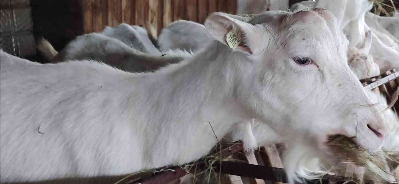 Plemené Kozy Bílé Krátkosrsté (BIO chov)-prodej vč. Know-How - foto 3