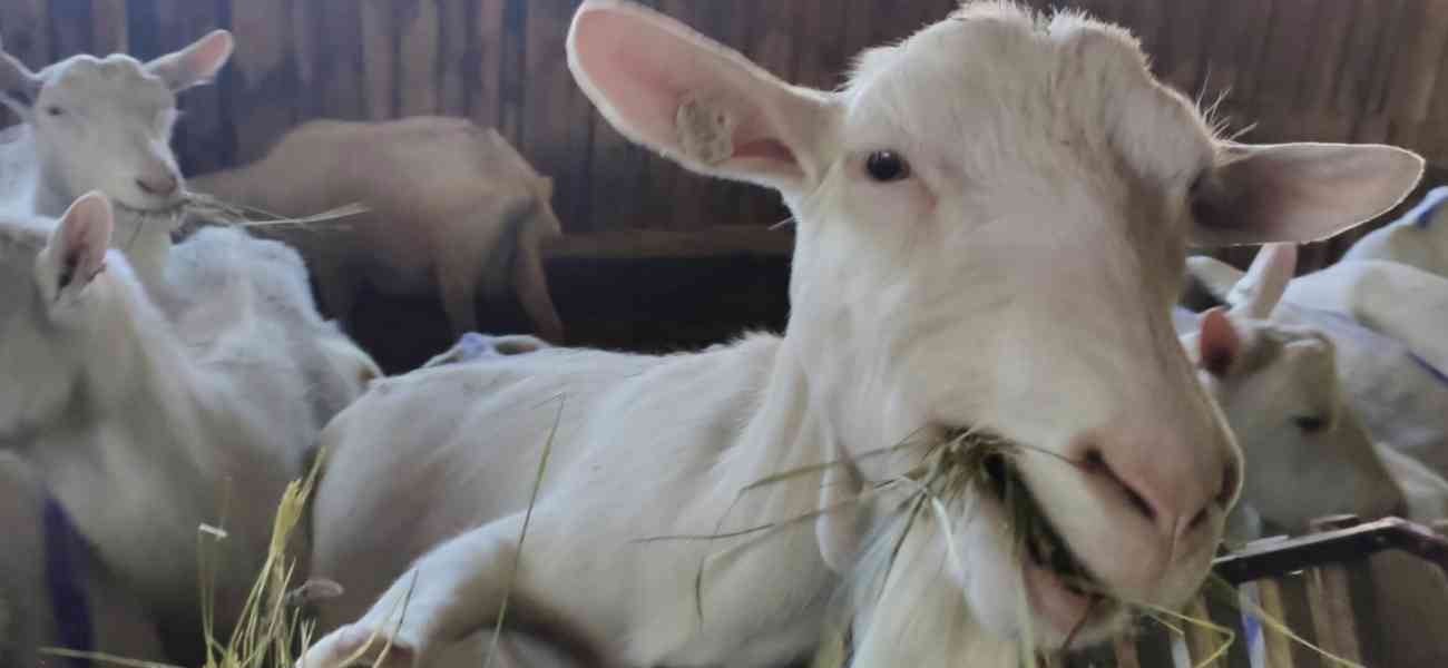 Plemené Kozy Bílé Krátkosrsté (BIO chov)-prodej vč. Know-How - foto 2