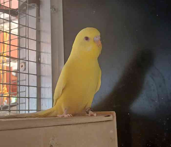 andulky
