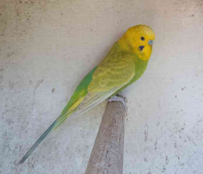 andulky - foto 3