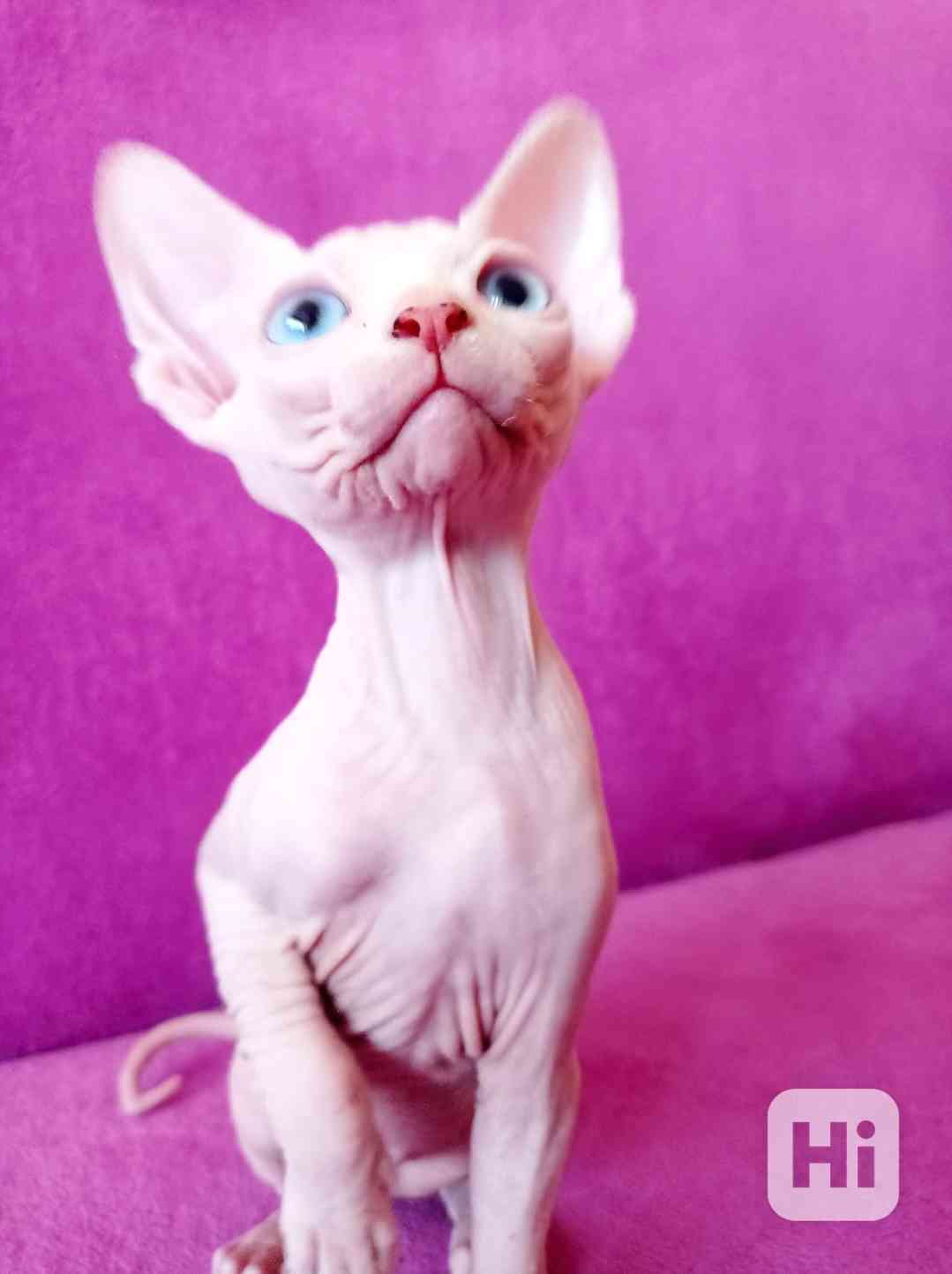 SPHYNX koťátka bez PP - foto 1