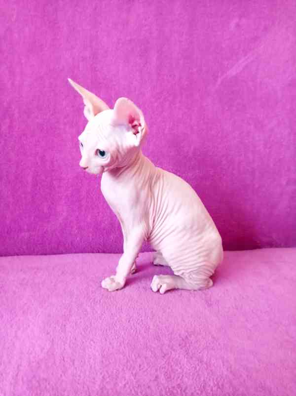 SPHYNX koťátka bez PP - foto 3