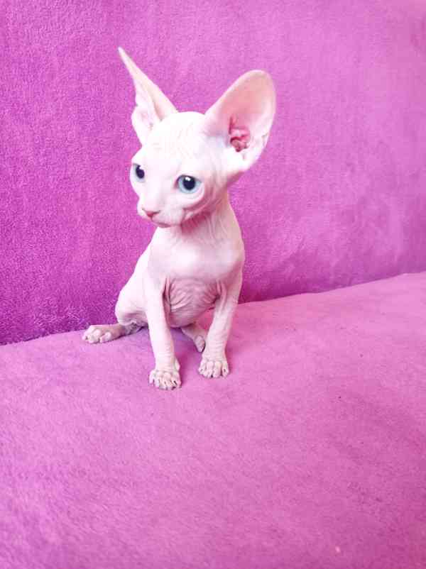 SPHYNX koťátka bez PP - foto 2