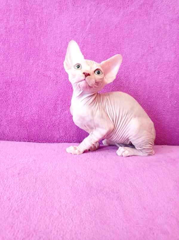 SPHYNX koťátka bez PP - foto 6