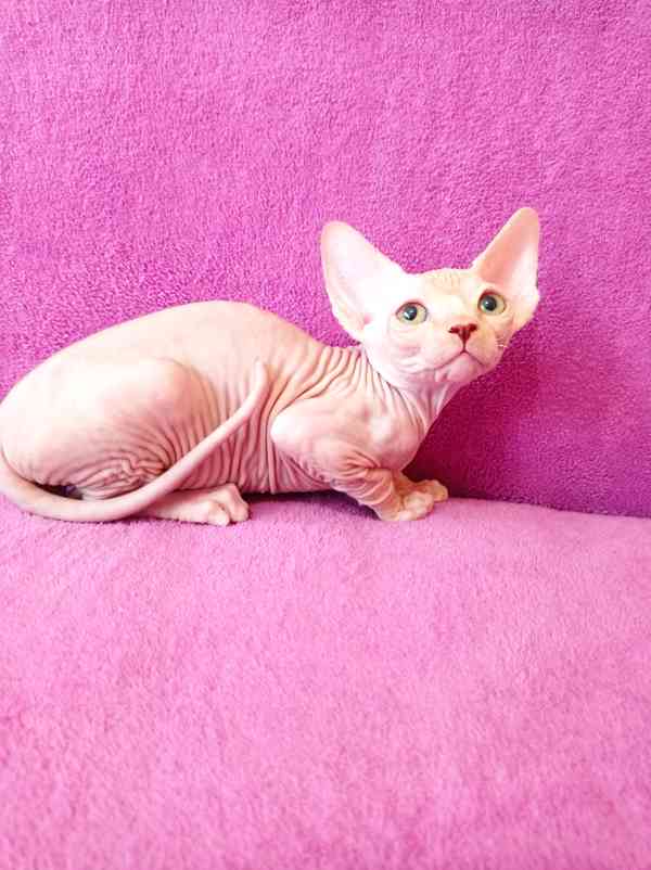 SPHYNX koťátka bez PP - foto 4