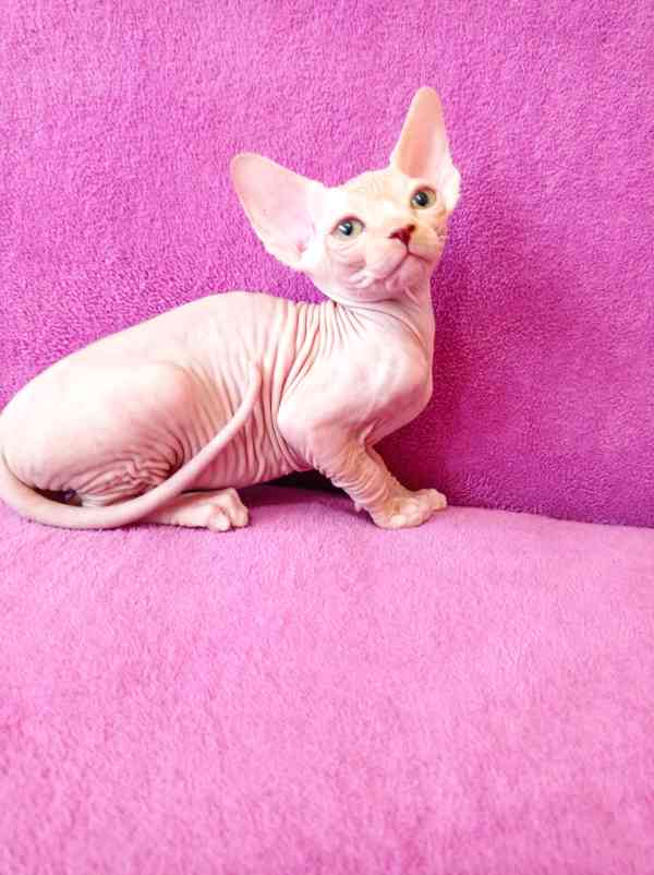 SPHYNX koťátka bez PP - foto 5